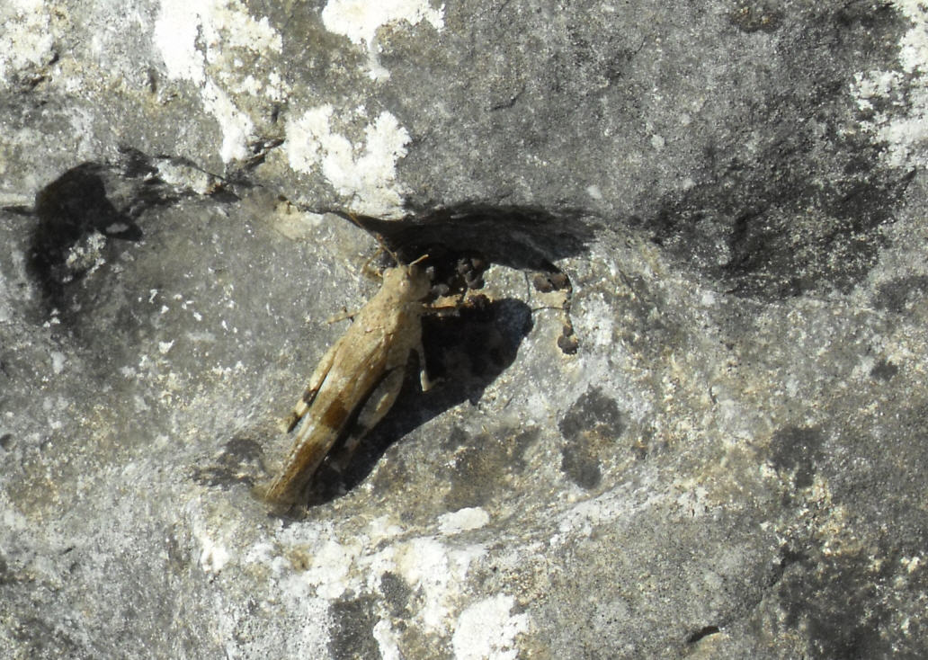 Oedipoda sp.